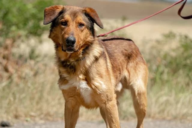 Jeromos, male 6yo Mixed Breed for adoption at Fellengel in Not e.V., Vaterstetten