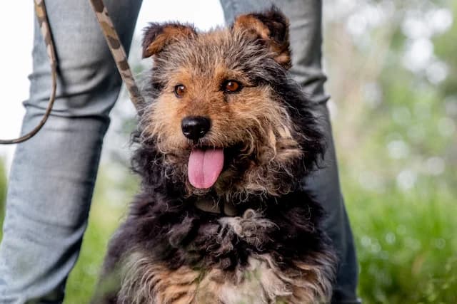 Milo, male senior Mixed Breed for adoption at Fellengel in Not e.V., Vaterstetten