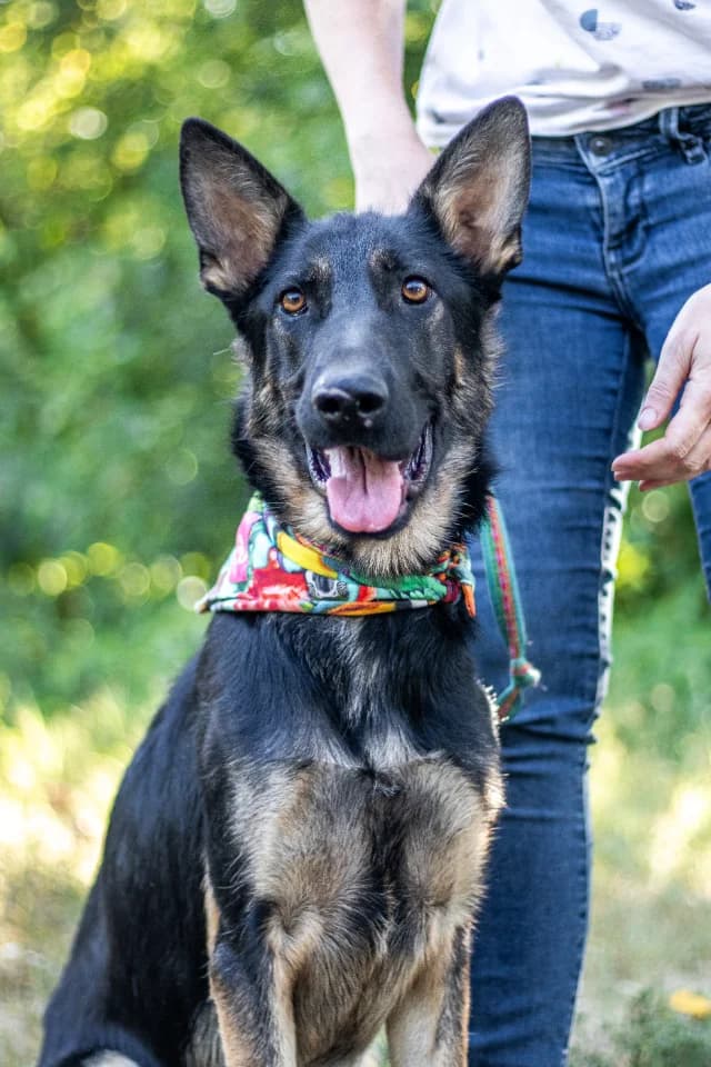 Galoca, male 3yo Mixed Breed for adoption at Fellengel in Not e.V., Vaterstetten