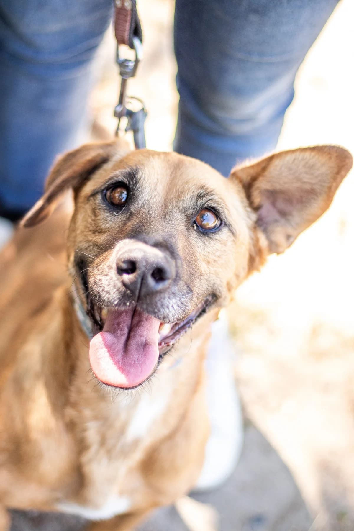Zsani, female 6yo Mixed Breed for adoption at Fellengel in Not e.V., Vaterstetten
