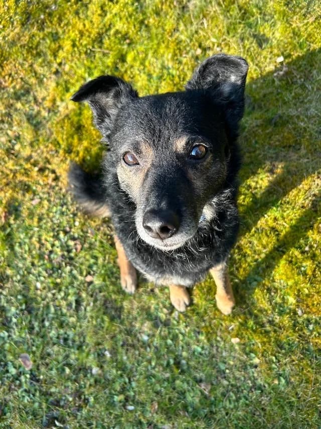 Dante, male 7yo Mixed Breed for adoption at Fellengel in Not e.V., Vaterstetten