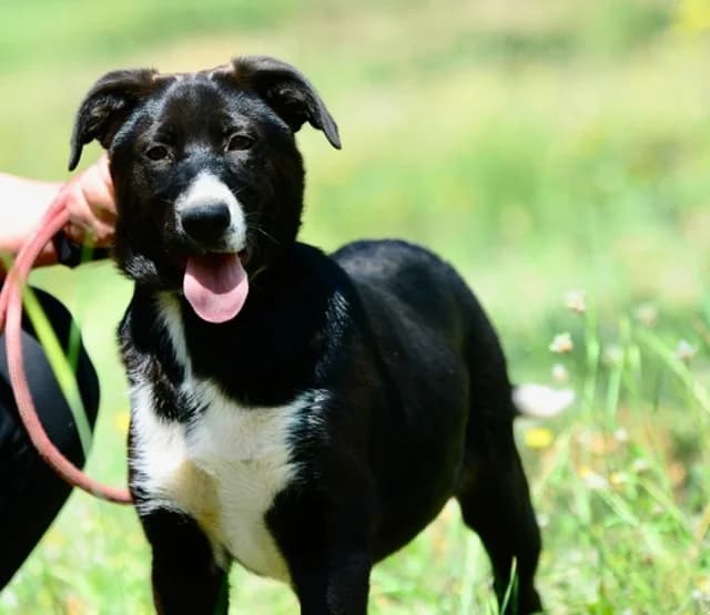 Xara, female young Mixed Breed for adoption at Fellengel in Not e.V., Vaterstetten