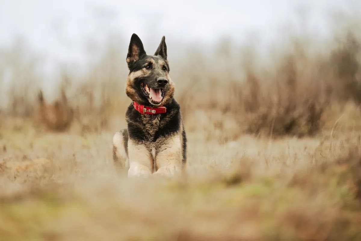 Rocky, male 7yo Mixed Breed for adoption at Fellengel in Not e.V., Vaterstetten