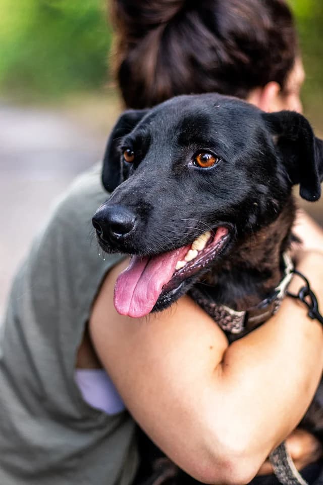 I (Ι), male 5yo Mixed Breed for adoption at Fellengel in Not e.V., Vaterstetten