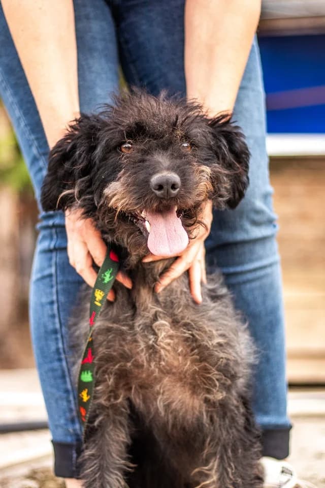 I (Ι), male 5yo Mixed Breed for adoption at Fellengel in Not e.V., Vaterstetten