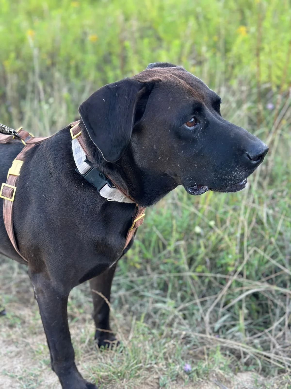 Teddy, male 5yo Mixed Breed for adoption at Fellengel in Not e.V., Vaterstetten