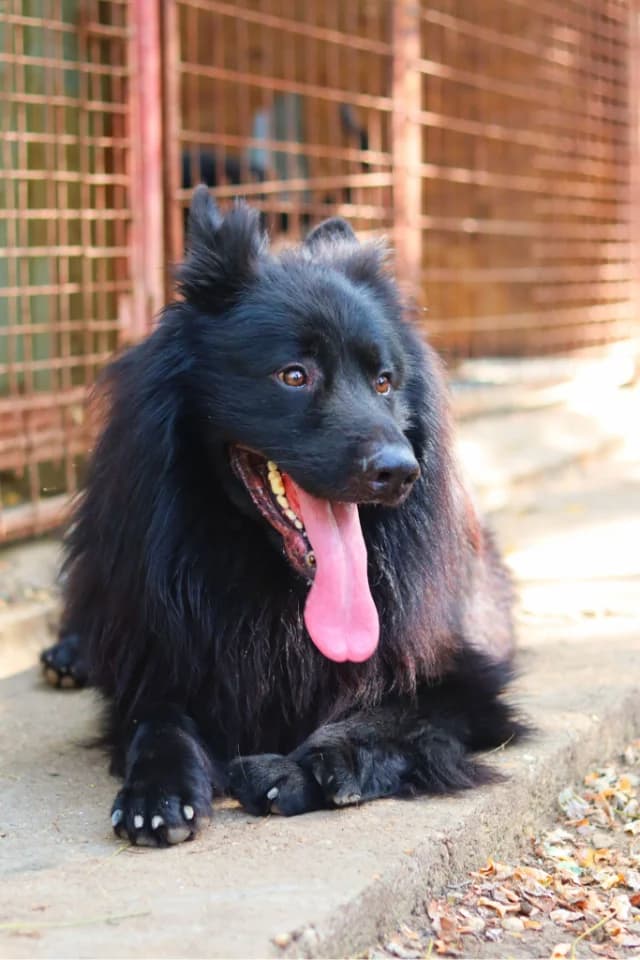 Buggie, male senior Mixed Breed for adoption at Fellengel in Not e.V., Vaterstetten