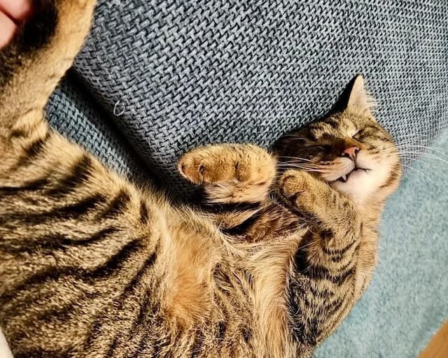 Robin,  Mixed Breed for adoption at Fellengel in Not e.V.