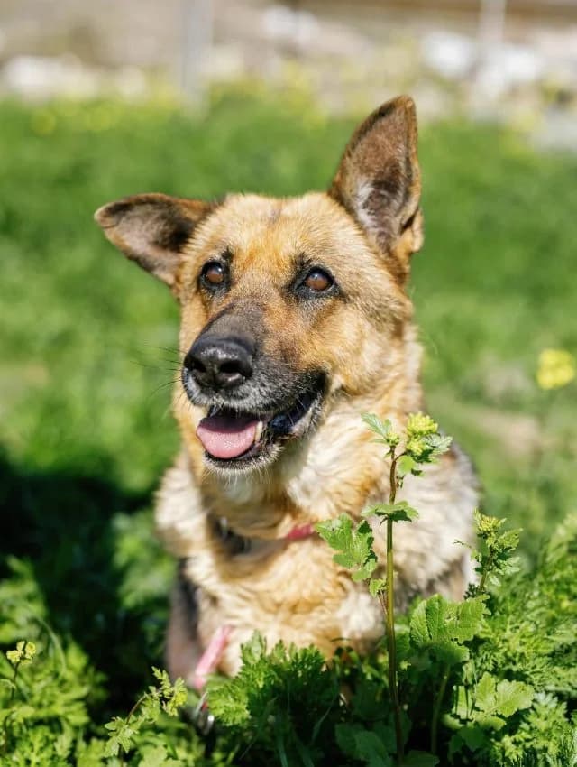 Big Ira, female senior Mixed Breed for adoption at Fellengel in Not e.V., Vaterstetten