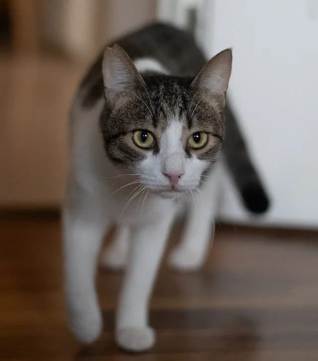 Loíl,  Mixed Breed for adoption at Fellengel in Not e.V.