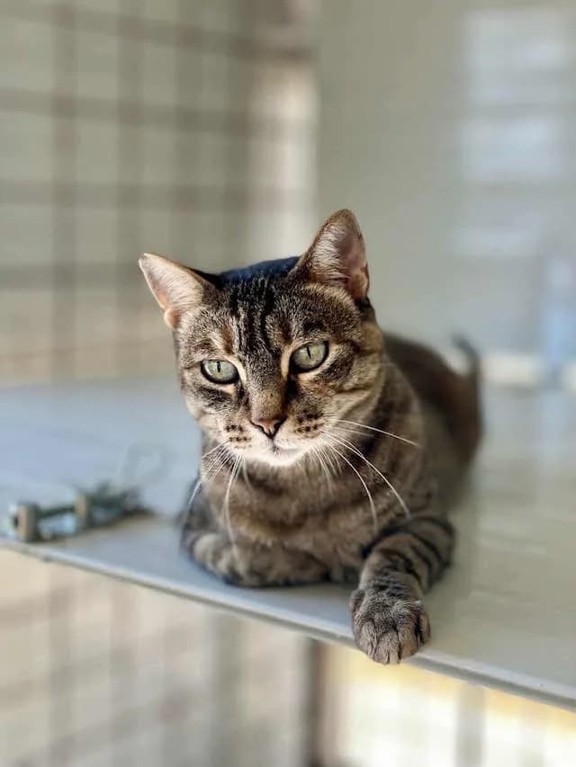 Lucia,  Mixed Breed for adoption at Fellengel in Not e.V.