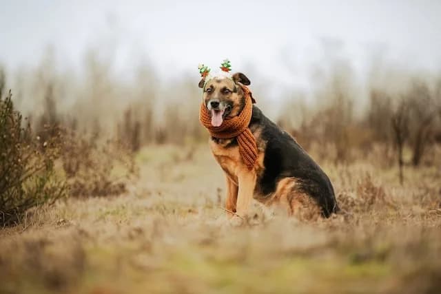 Oldie, male senior Mixed Breed for adoption at Fellengel in Not e.V., Vaterstetten