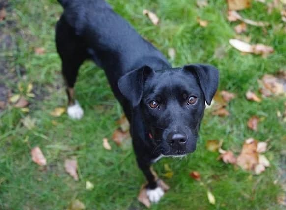 Jan, male young Mixed Breed for adoption at Fellengel in Not e.V., Vaterstetten