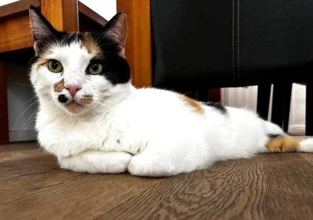 Coco,  4yo Mixed Breed for adoption at Fellengel in Not e.V., Vaterstetten