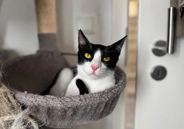 Donut,  young Mixed Breed for adoption at Fellengel in Not e.V., Vaterstetten