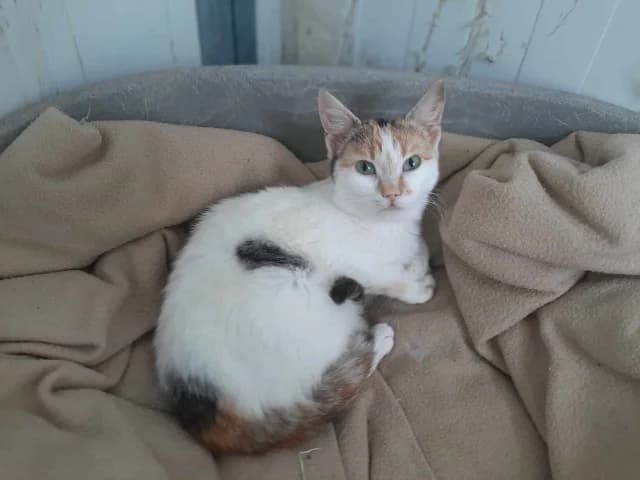 Sophie,  young Mixed Breed for adoption at Fellengel in Not e.V., Vaterstetten
