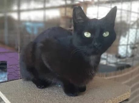 I (Ι),  Mixed Breed for adoption at Fellengel in Not e.V.