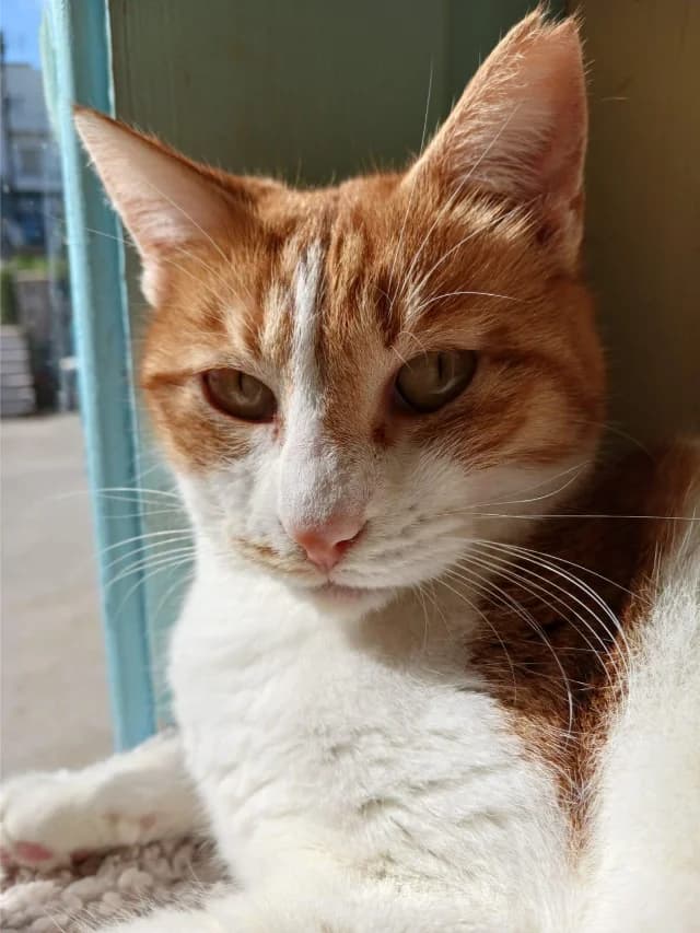 I (Ι),  Mixed Breed for adoption at Fellengel in Not e.V.