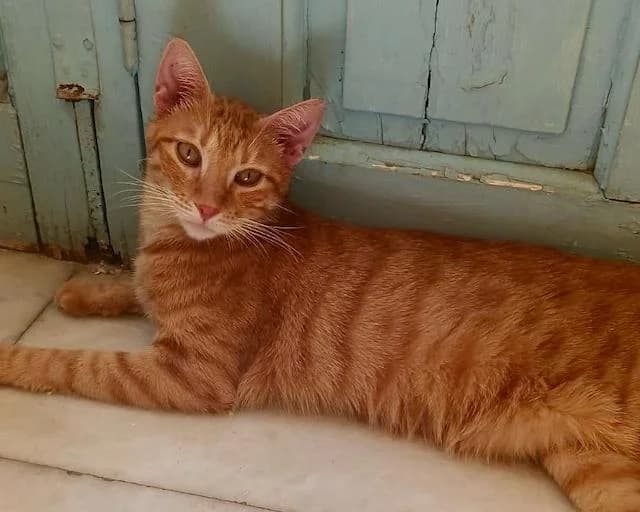 I (Ι),  Mixed Breed for adoption at Fellengel in Not e.V.