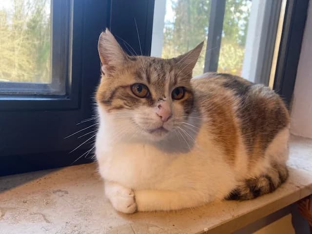 Sylvia,  Mixed Breed for adoption at Fellengel in Not e.V.