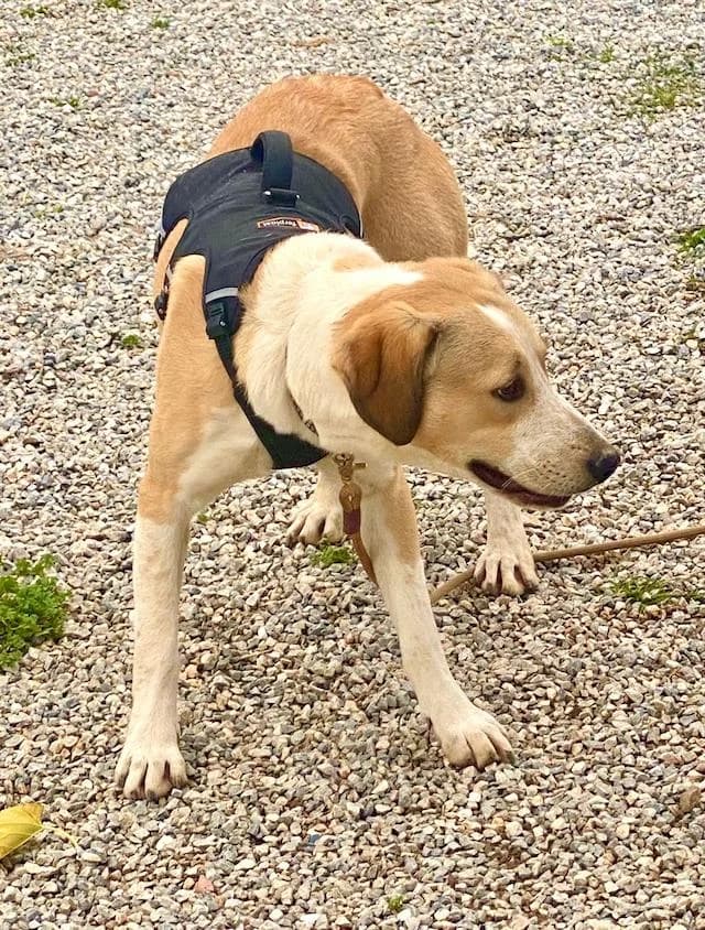 Lary, male young Mixed Breed for adoption at Fellengel in Not e.V., Vaterstetten