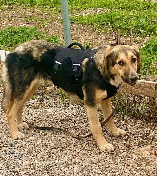 Xenia, female young Mixed Breed for adoption at Fellengel in Not e.V., Vaterstetten