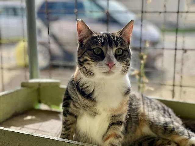 Ariane,  Mixed Breed for adoption at Fellengel in Not e.V.