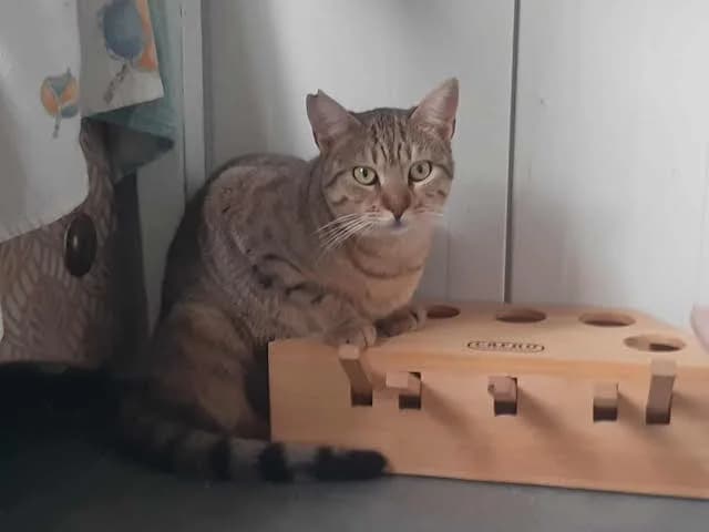 Francesca,  Mixed Breed for adoption at Fellengel in Not e.V.