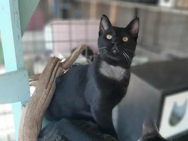 Geri,  Mixed Breed for adoption at Fellengel in Not e.V.