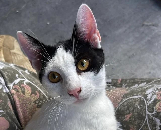 Janosch,  Mixed Breed for adoption at Fellengel in Not e.V.