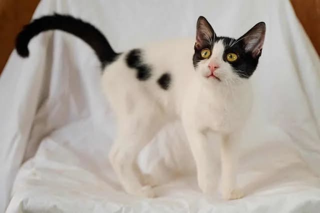 Lotta,  Mixed Breed for adoption at Fellengel in Not e.V.