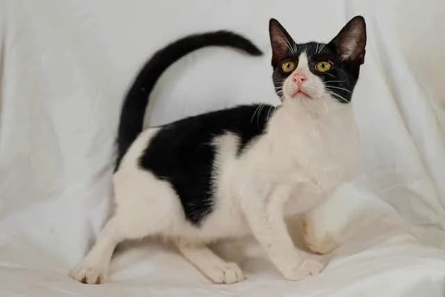 Gise,  Mixed Breed for adoption at Fellengel in Not e.V.