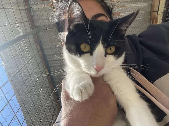 Catrine,  Mixed Breed for adoption at Fellengel in Not e.V.