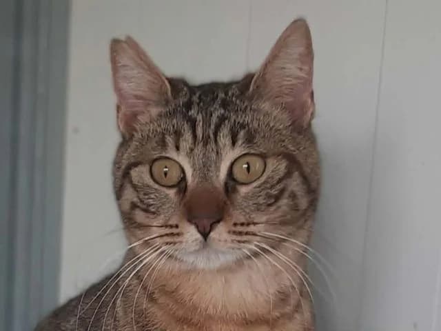 Saskia,  Mixed Breed for adoption at Fellengel in Not e.V.