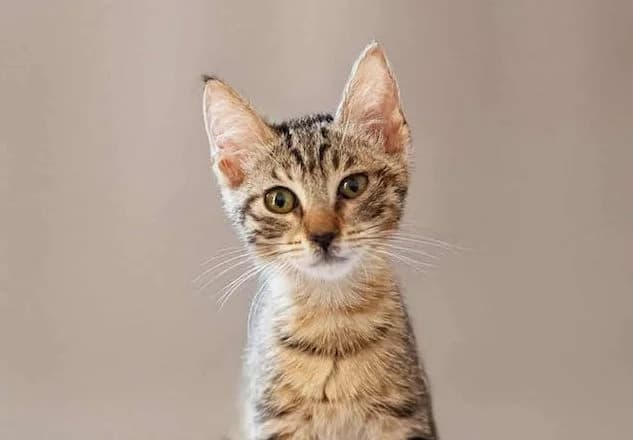 Agnes,  young Mixed Breed for adoption at Fellengel in Not e.V., Vaterstetten