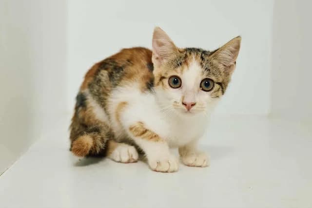 Happie,  Mixed Breed for adoption at Fellengel in Not e.V.