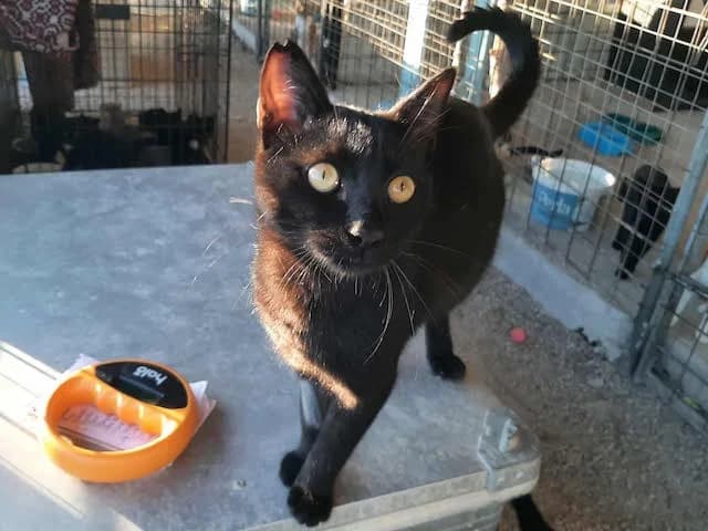 Lakritz,  Mixed Breed for adoption at Fellengel in Not e.V.