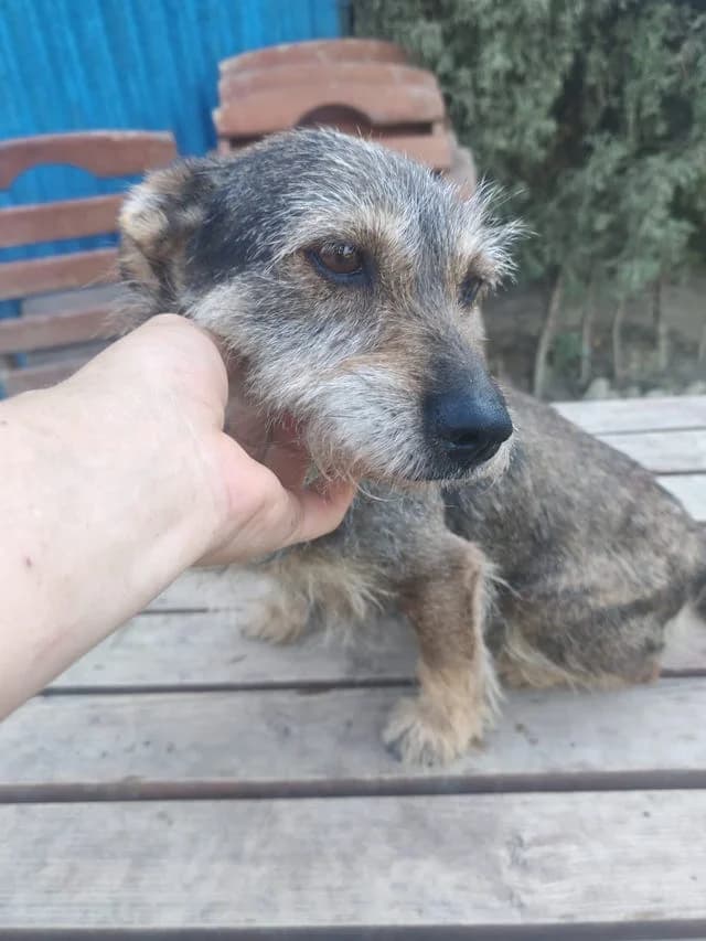 Rosie, female 6yo Mixed Breed for adoption at Fellengel in Not e.V., Vaterstetten