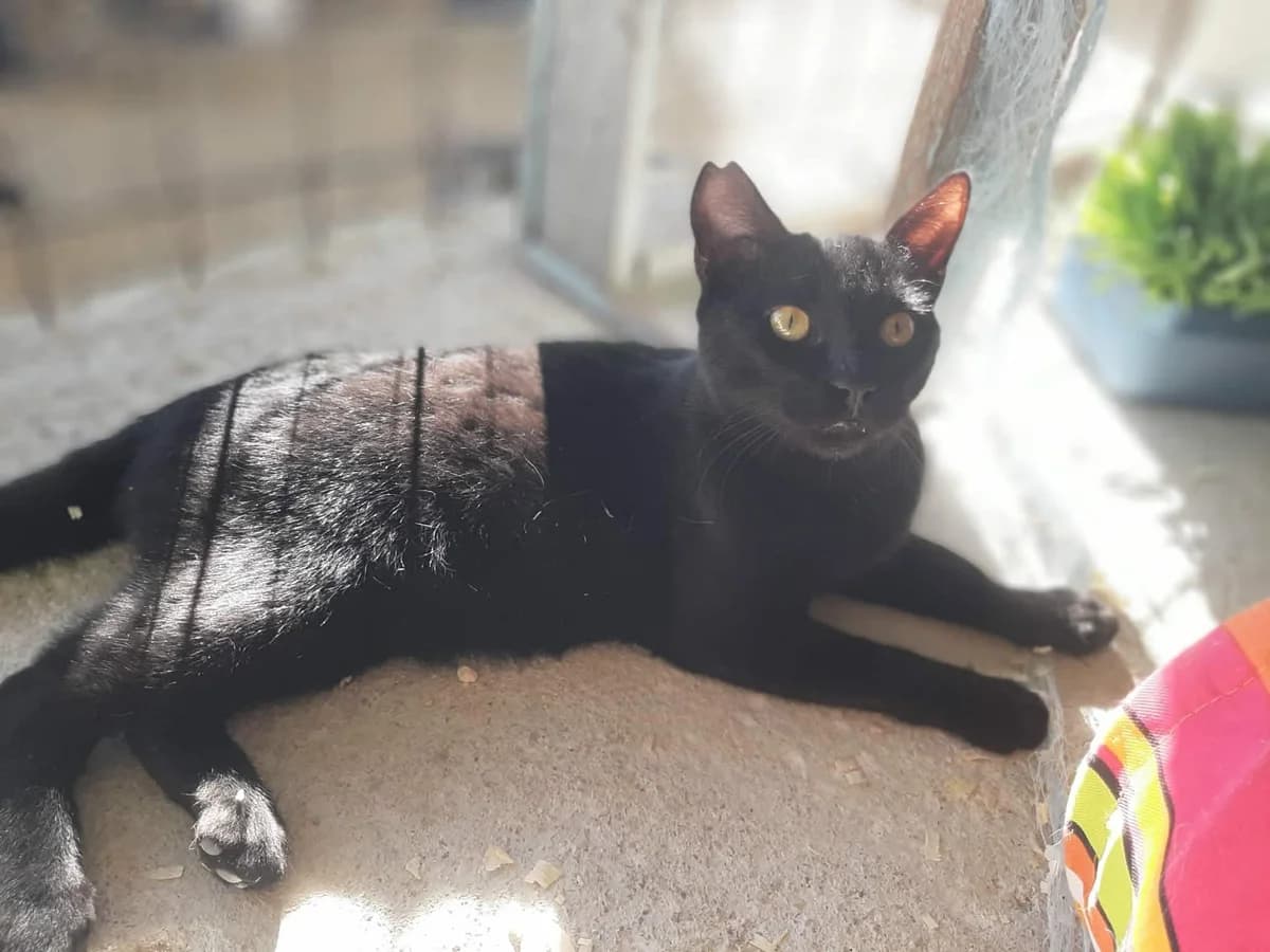 Majid,  Mixed Breed for adoption at Fellengel in Not e.V.