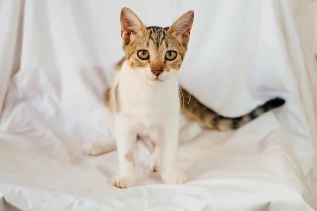 Daniela,  young Mixed Breed for adoption at Fellengel in Not e.V., Vaterstetten