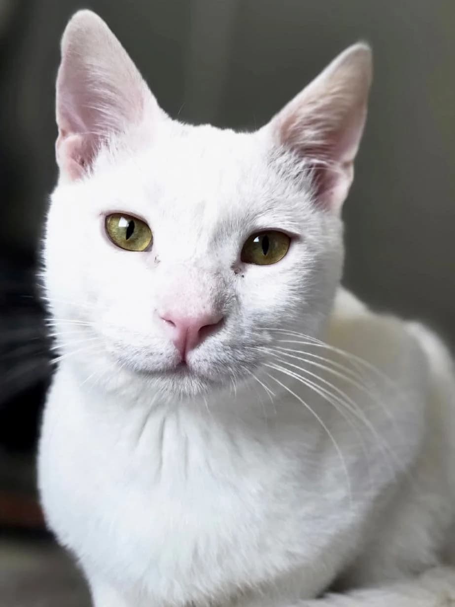 Kefir,  Mixed Breed for adoption at Fellengel in Not e.V.