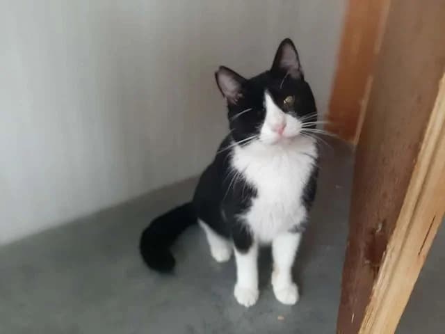 Renée,  Mixed Breed for adoption at Fellengel in Not e.V.