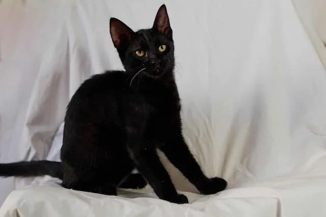 Ninja, young Mixed Breed for adoption at Fellengel in Not e.V., Vaterstetten
