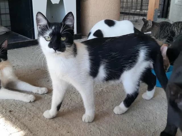 I (Ι),  puppy Mixed Breed for adoption at Fellengel in Not e.V., Vaterstetten