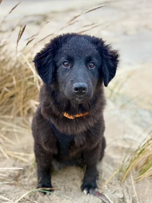 Nola, female puppy Mixed Breed for adoption at Fellengel in Not e.V., Vaterstetten