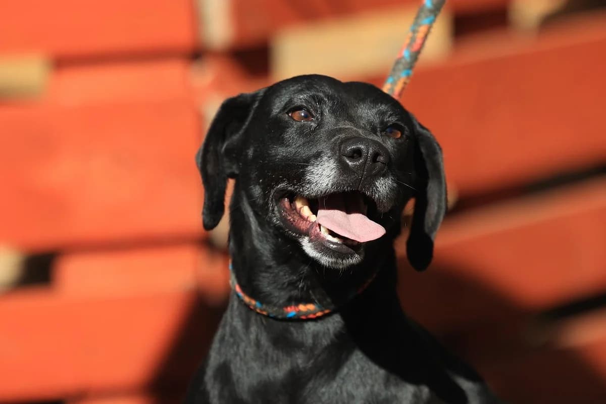 Kristina, male Mixed Breed for adoption at Fellfreunde e.V., Solingen