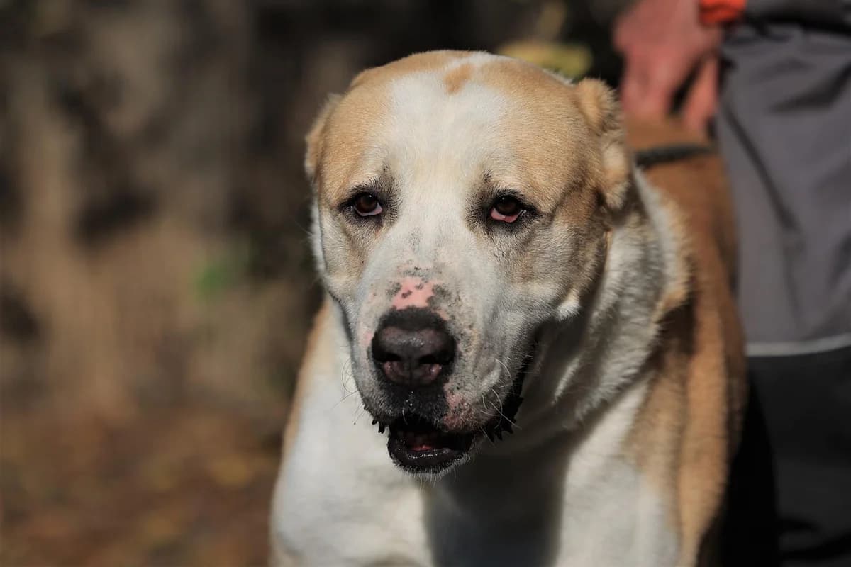 Cezar – Patin gefunden, male Mixed Breed for adoption at Fellfreunde e.V., Solingen