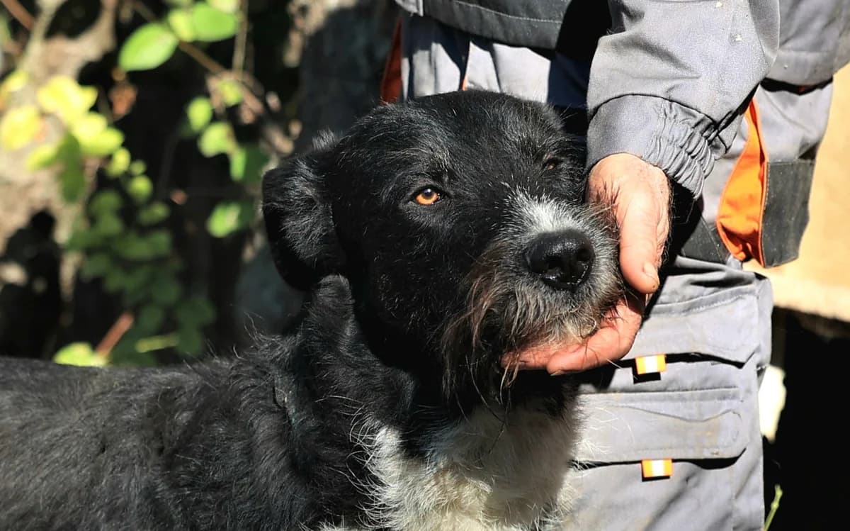 Max, male Mixed Breed for adoption at Fellfreunde e.V., Solingen