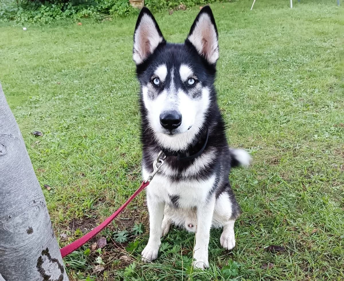 Wotan – Zuhause gefunden, male puppy Mixed Breed for adoption at Fellfreunde e.V., Solingen