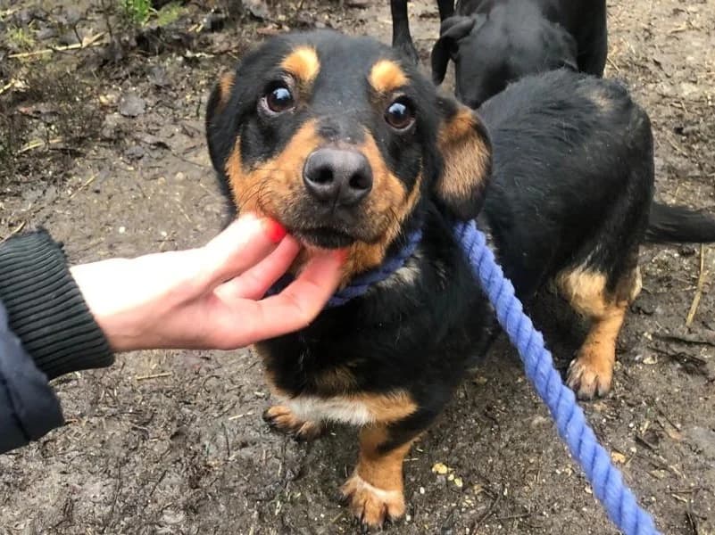 Willi – Zuhause gefunden,  Mixed Breed for adoption at Fellfreunde e.V., Solingen